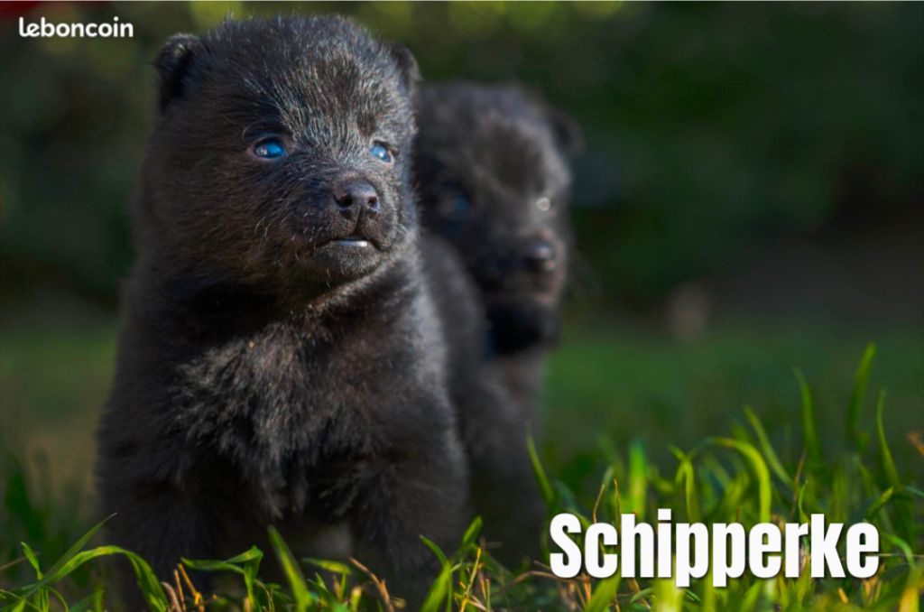 Des Vanes De Valhalla - Chiots disponibles - Schipperke