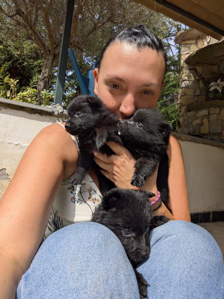 Des Vanes De Valhalla - Chiots disponibles - Schipperke