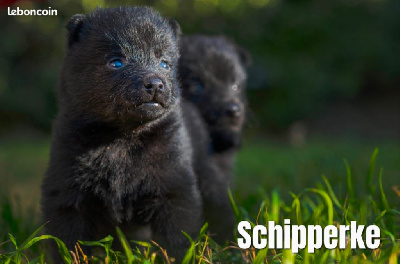 CHIOT 1