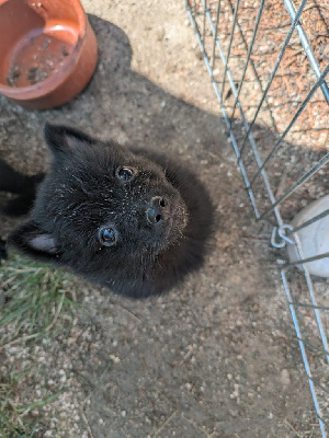 CHIOT 6