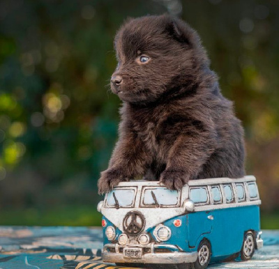CHIOT 4