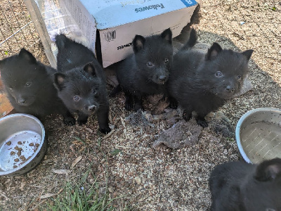 CHIOT 2