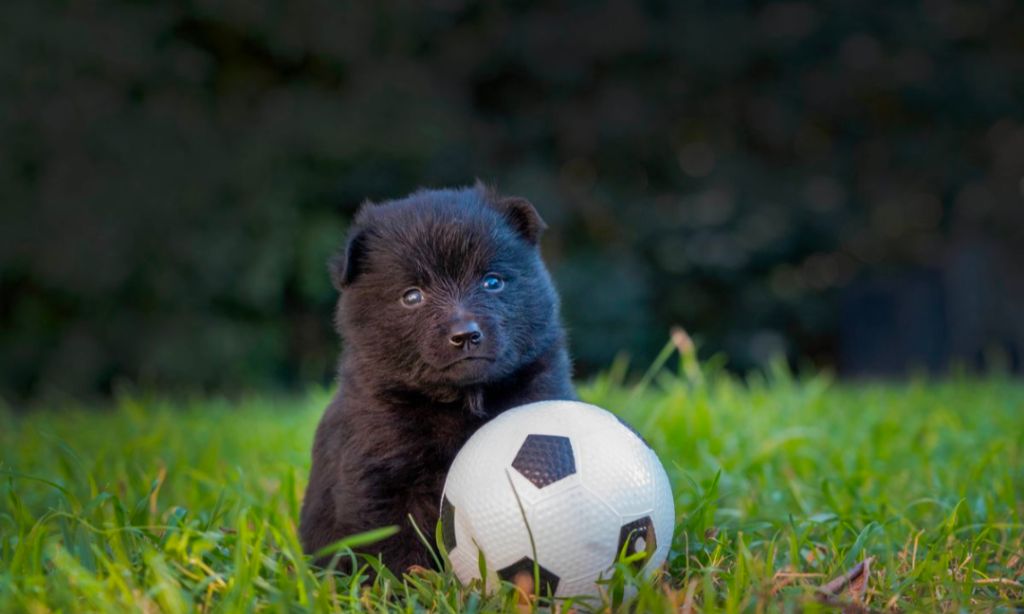 Des Vanes De Valhalla - Chiots disponibles - Schipperke